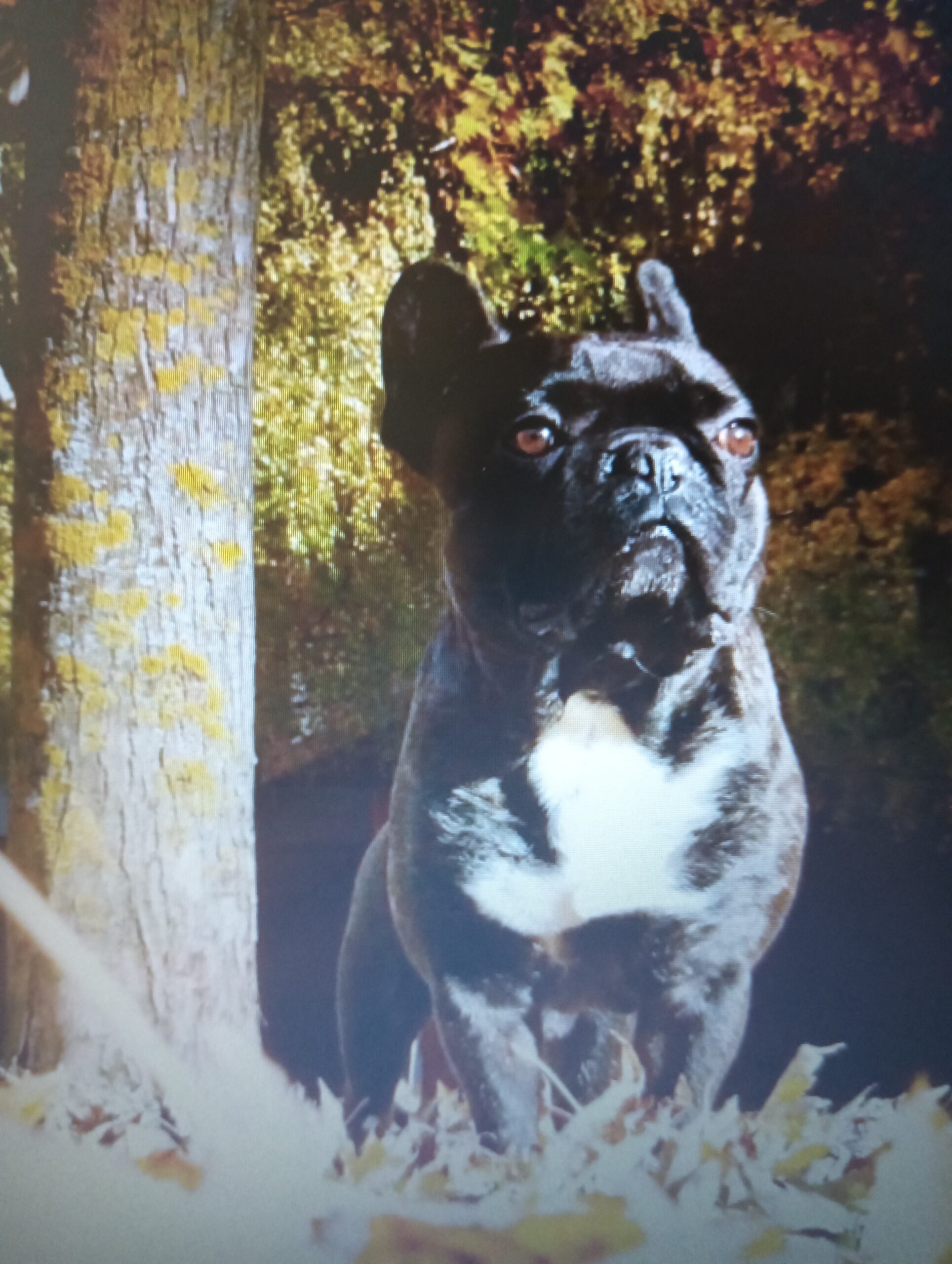 Vivir el momento presente con  Toretto, mi perro