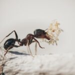 Lo que las hormigas nos enseñan sobre la resiliencia y el futuro de nuestra sociedad